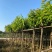大叶紫薇树5～15公分基地直销规格齐全欢迎老板来电