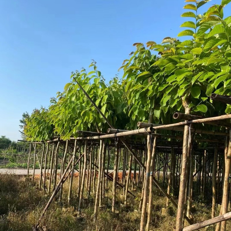 大叶紫薇树5～15公分基地直销规格齐全欢迎老板来电