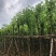 宫粉紫荆5～10公分基地直销规格齐全欢迎老板来电咨询