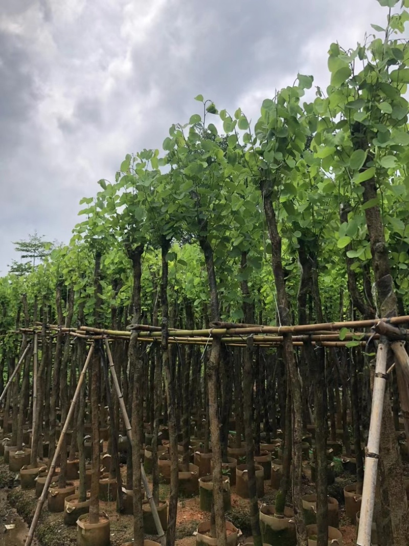 宫粉紫荆5～10公分基地直销规格齐全欢迎老板来电咨询