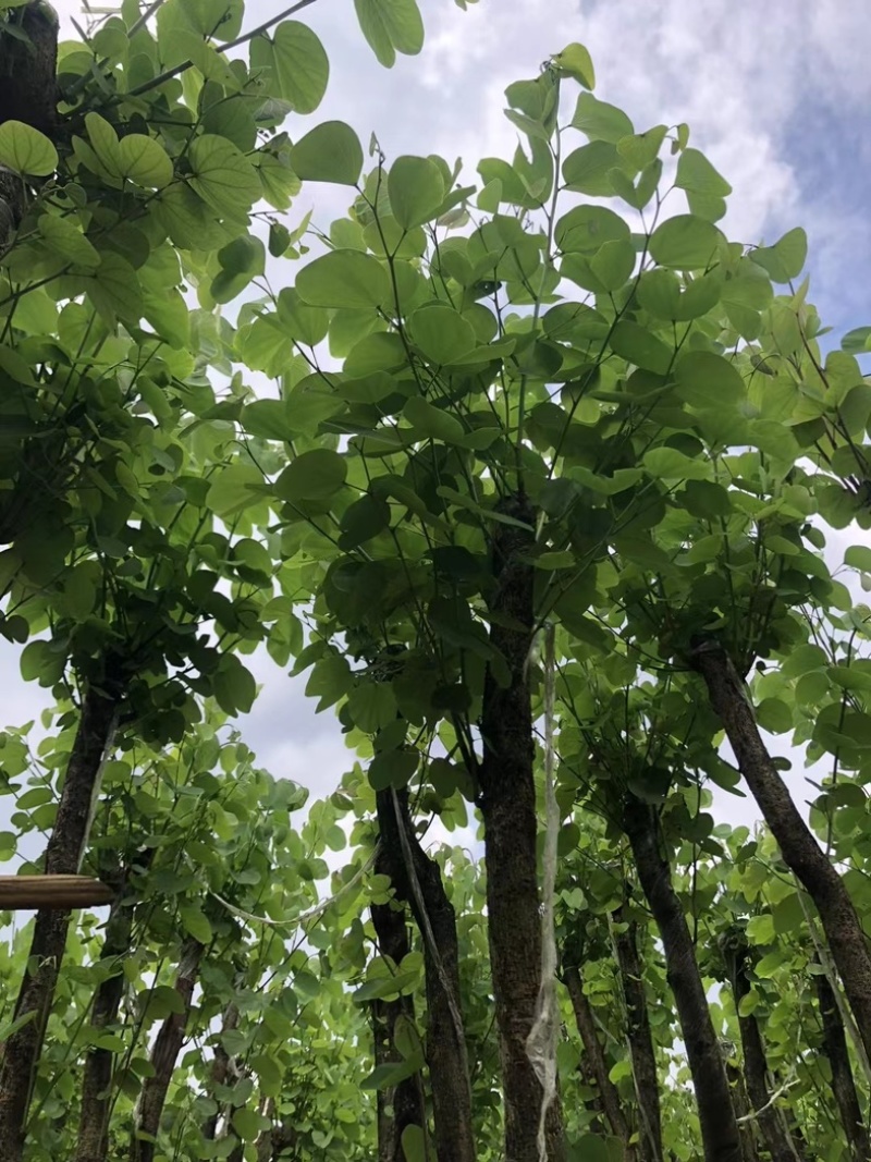 宫粉紫荆5～10公分基地直销规格齐全欢迎老板来电咨询