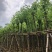 宫粉紫荆5～10公分基地直销规格齐全欢迎老板来电咨询