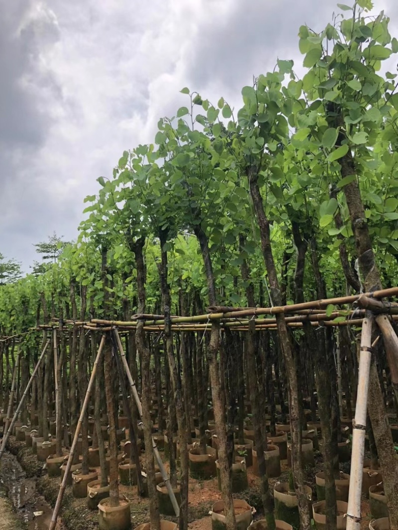 宫粉紫荆5～10公分基地直销规格齐全欢迎老板来电咨询