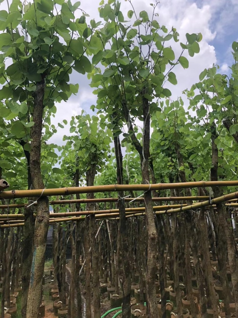 宫粉紫荆5～10公分基地直销规格齐全欢迎老板来电咨询