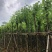 宫粉紫荆5～10公分基地直销规格齐全欢迎老板来电咨询