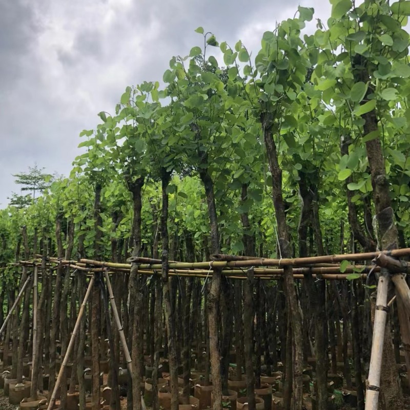 宫粉紫荆5～10公分基地直销规格齐全欢迎老板来电咨询