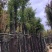 天竺桂12～15公分基地直销规格齐全欢迎老板来电咨询