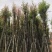 天竺桂12～15公分基地直销规格齐全欢迎老板来电咨询