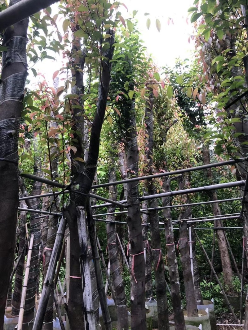 天竺桂12～15公分基地直销规格齐全欢迎老板来电咨询