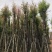 天竺桂12～15公分基地直销规格齐全欢迎老板来电咨询