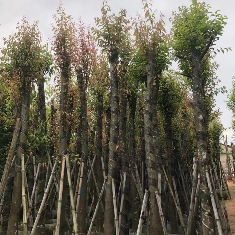 天竺桂12～15公分基地直销规格齐全欢迎老板来电咨询