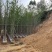金叶银杏树3～10公分基地直销规格齐全欢迎老板来电