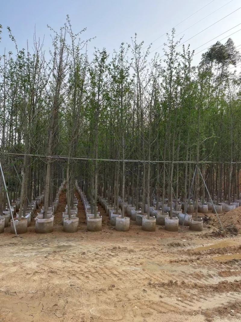 金叶银杏树3～10公分基地直销规格齐全欢迎老板来电