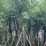 宫粉紫荆10～18公分基地直销规格齐全欢迎老板来电