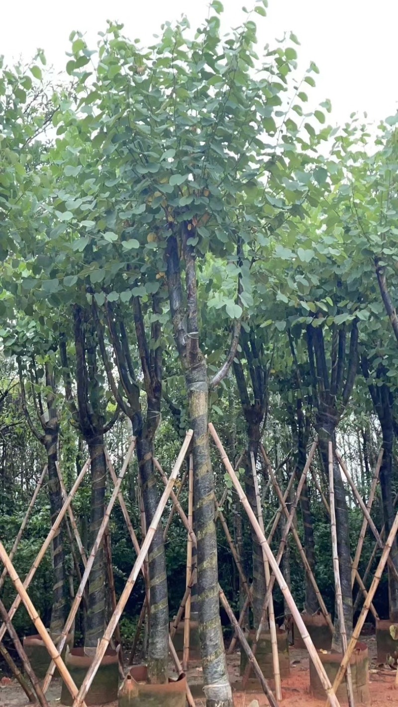 宫粉紫荆10～18公分基地直销规格齐全欢迎老板来电