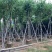 宫粉紫荆10～18公分基地直销规格齐全欢迎老板来电