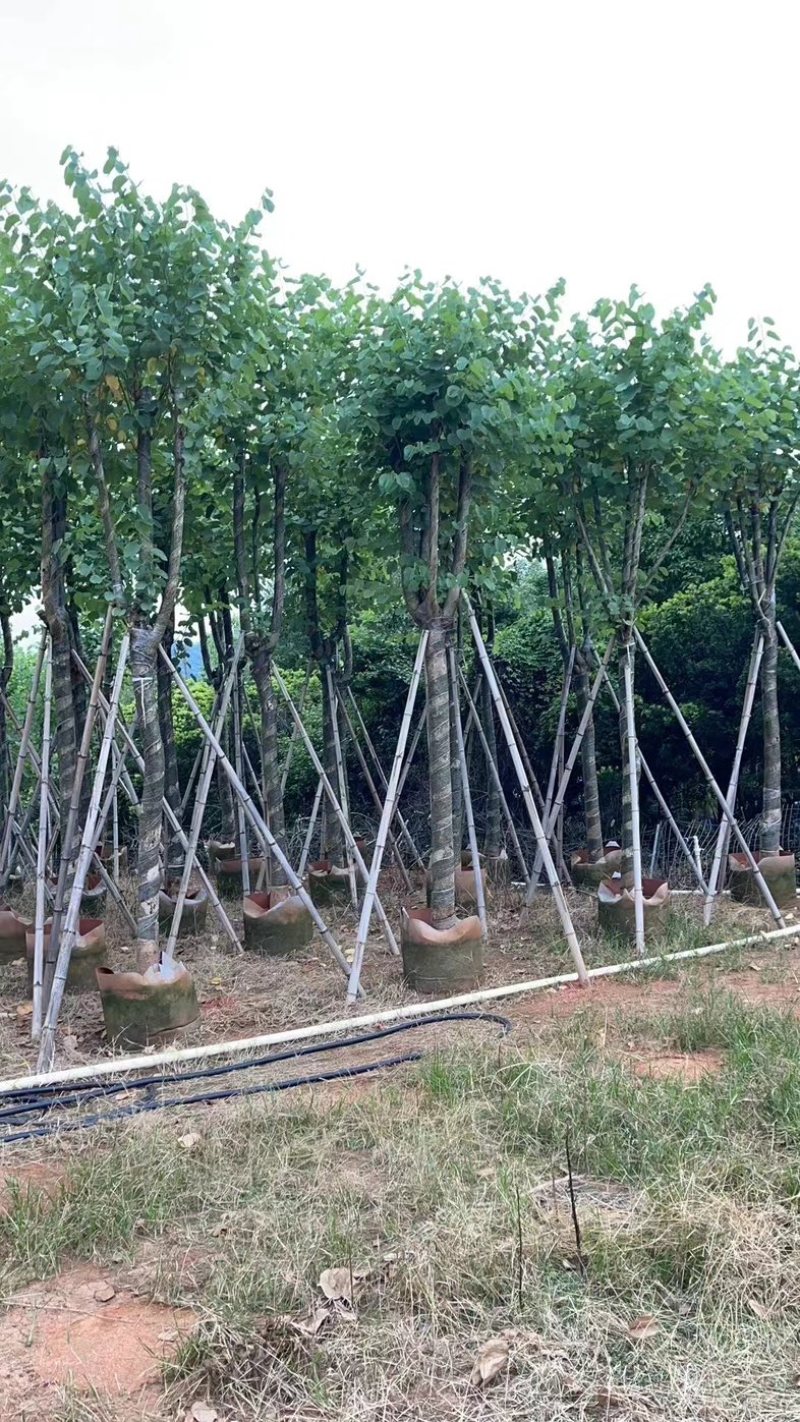 宫粉紫荆10～18公分基地直销规格齐全欢迎老板来电