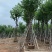 宫粉紫荆10～18公分基地直销规格齐全欢迎老板来电