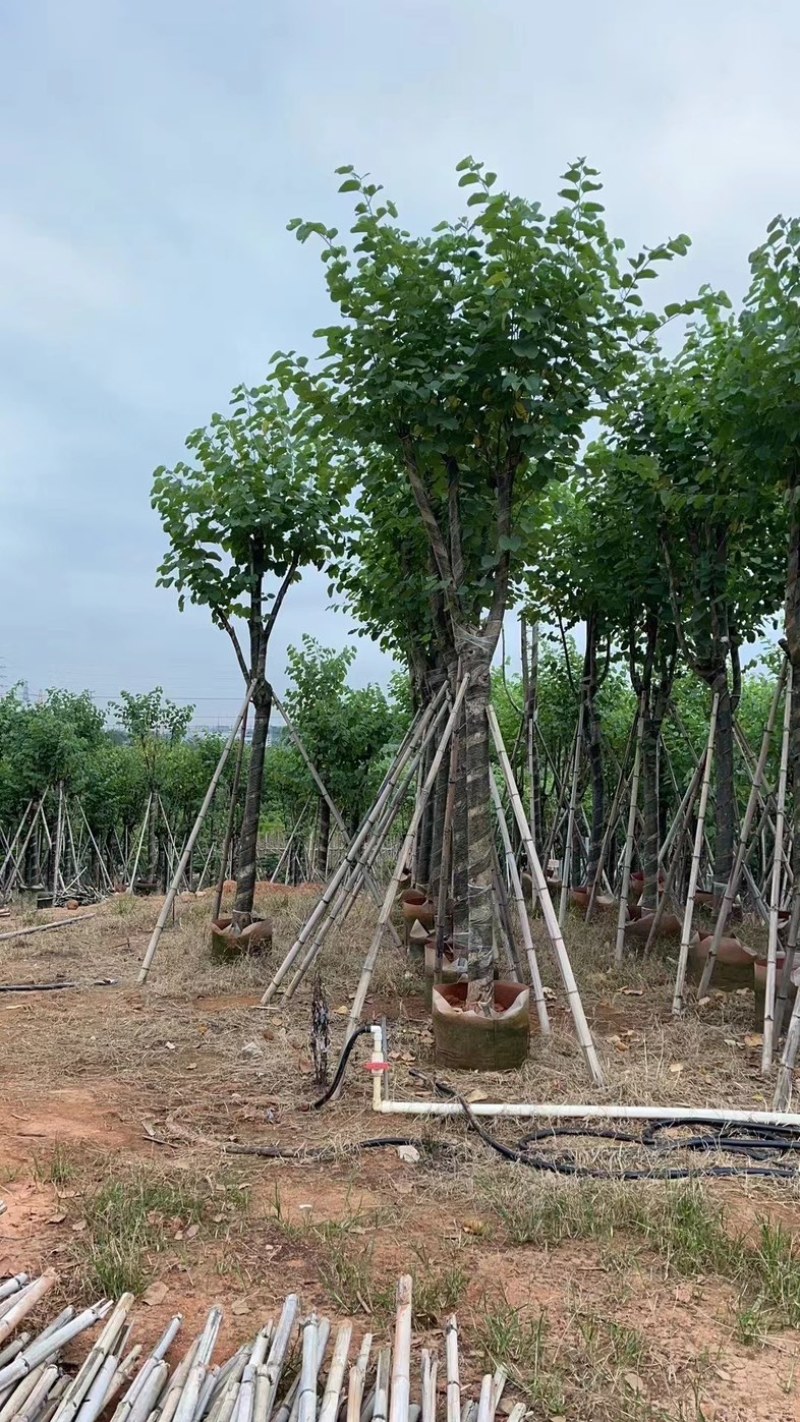 宫粉紫荆10～18公分基地直销规格齐全欢迎老板来电