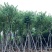 宫粉紫荆10～18公分基地直销规格齐全欢迎老板来电