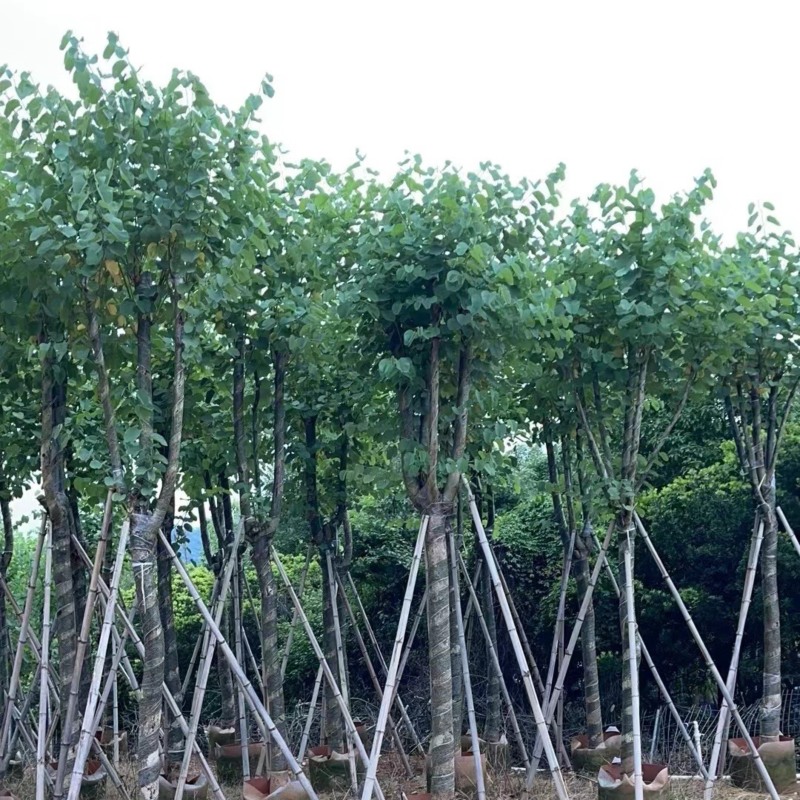 宫粉紫荆10～18公分基地直销规格齐全欢迎老板来电
