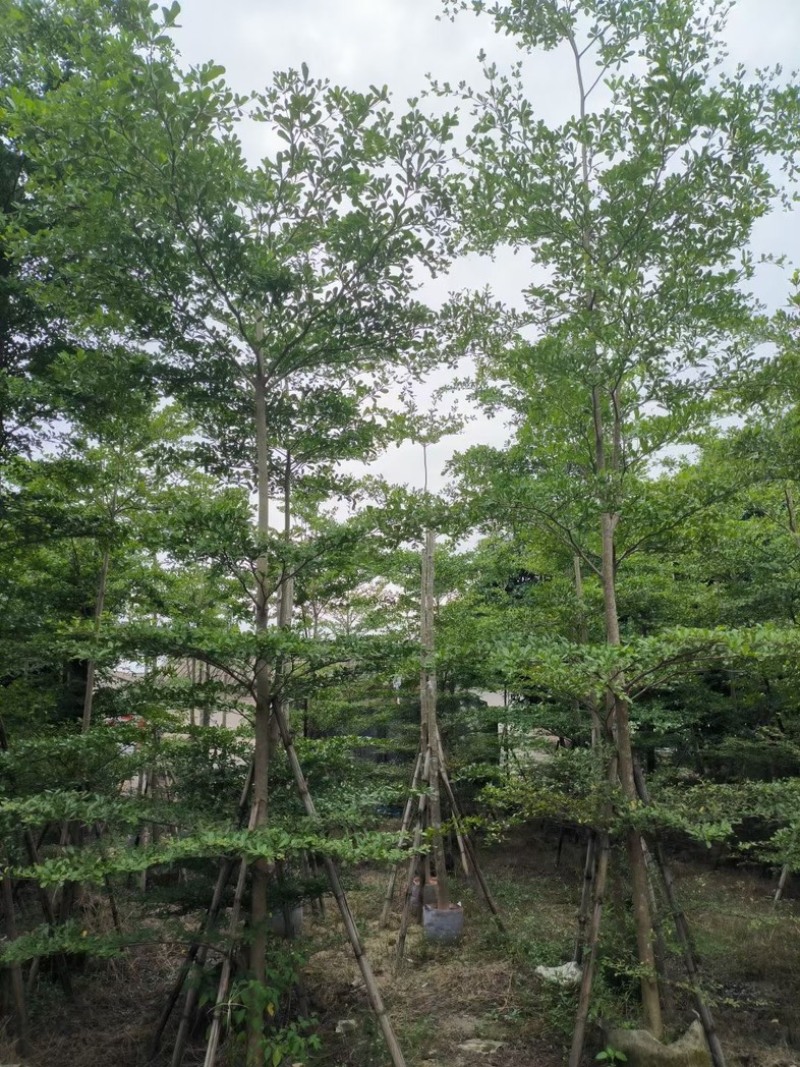 小叶榄仁树7～20公分基地直销规格齐全欢迎老板来电