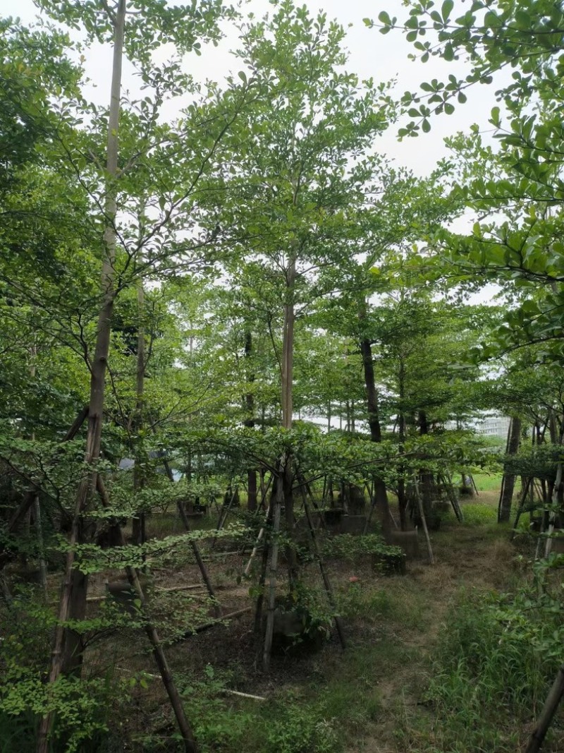 小叶榄仁树7～20公分基地直销规格齐全欢迎老板来电