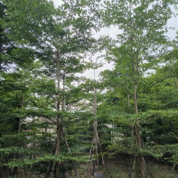 小叶榄仁树7～20公分基地直销规格齐全欢迎老板来电