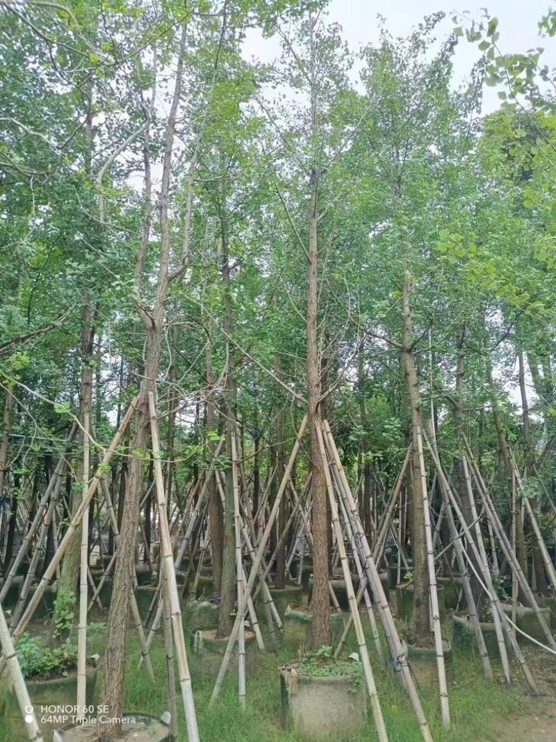 银杏树10～15公分基地直销规格齐全欢迎老板来电咨询