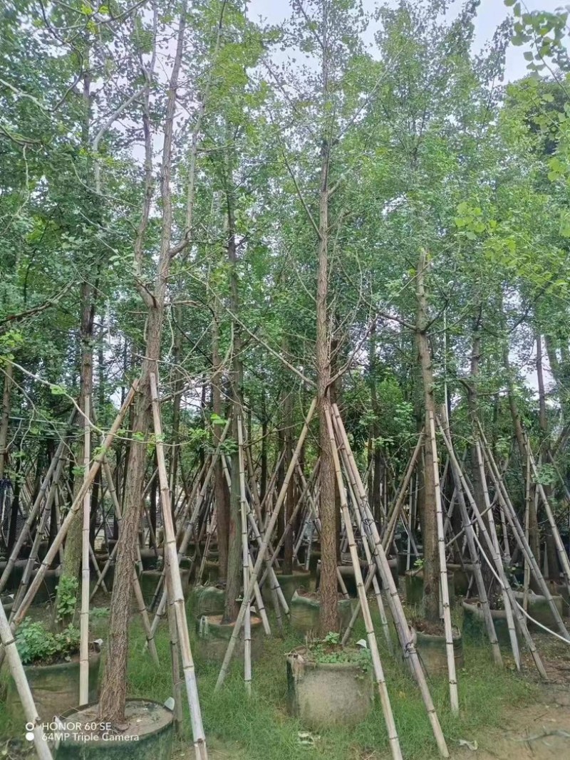 银杏树10～15公分基地直销规格齐全欢迎老板来电咨询