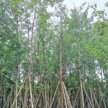 银杏树10～15公分基地直销规格齐全欢迎老板来电咨询
