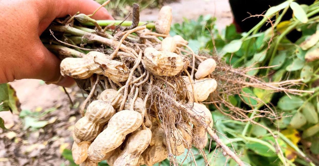 花生植株特写，展示地下荚果