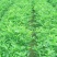 湛江电白花生