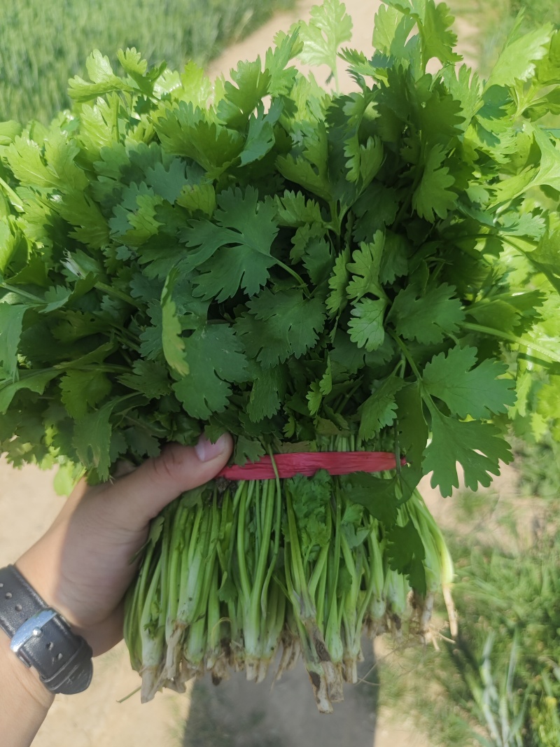 大叶精品香菜