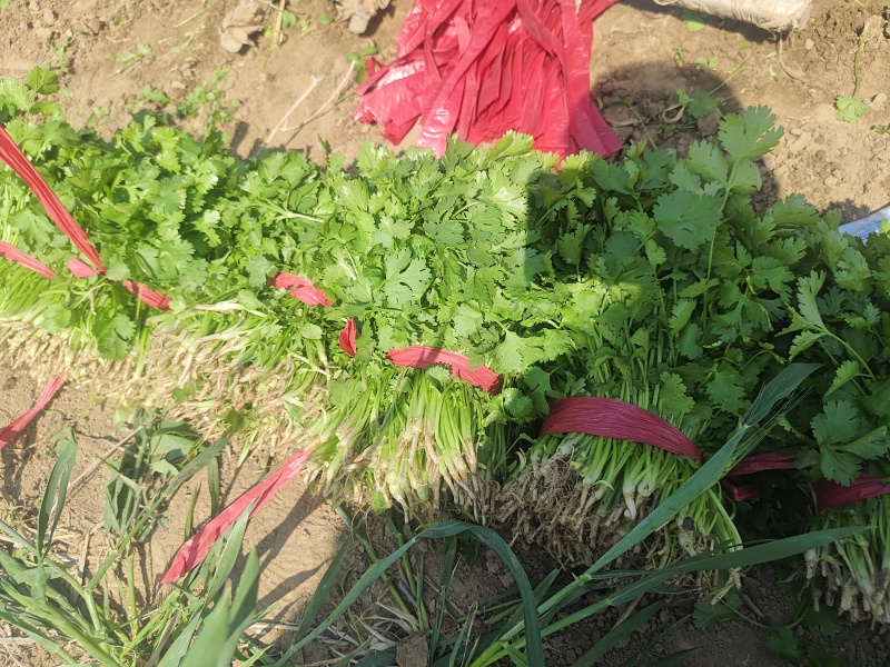 大叶精品香菜