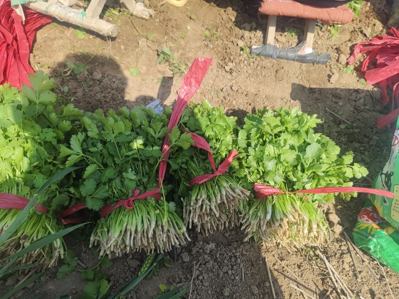 大叶精品香菜