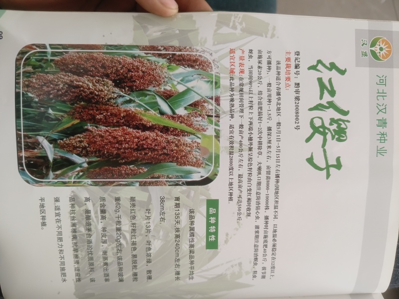 红缨子高粱种子（茅台专用）
