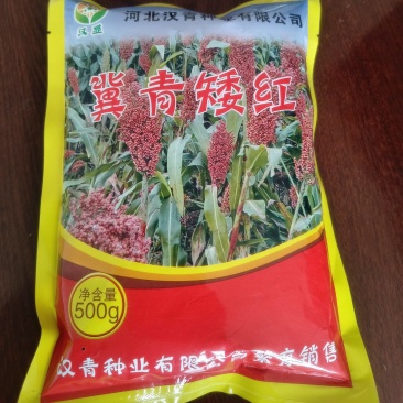 冀青矮红高粱种子（周期短，糯性强）