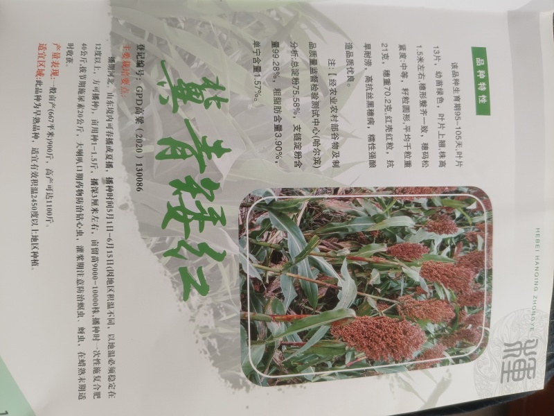 冀青矮红高粱种子（周期短，糯性强）