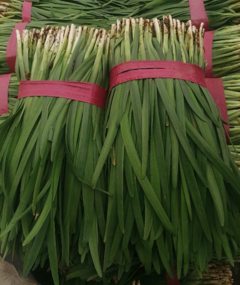 河南大叶韭菜大量上市产地直发质量保证常年供应周口