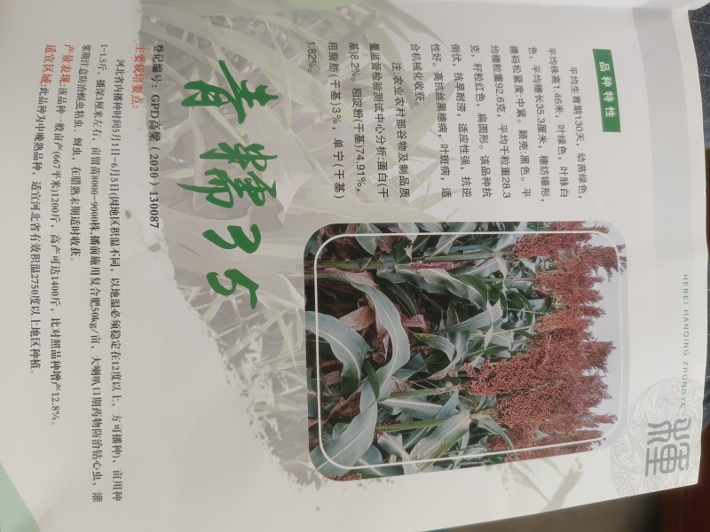青糯35杂交高粱种子（产量高）