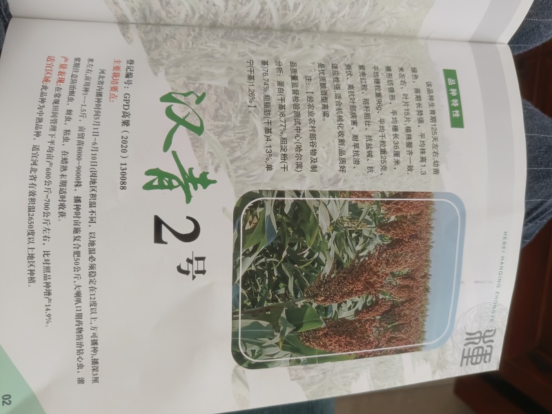 汉青2号高粱种子