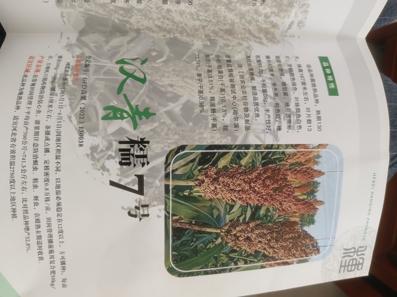 汉青糯7号高粱种子