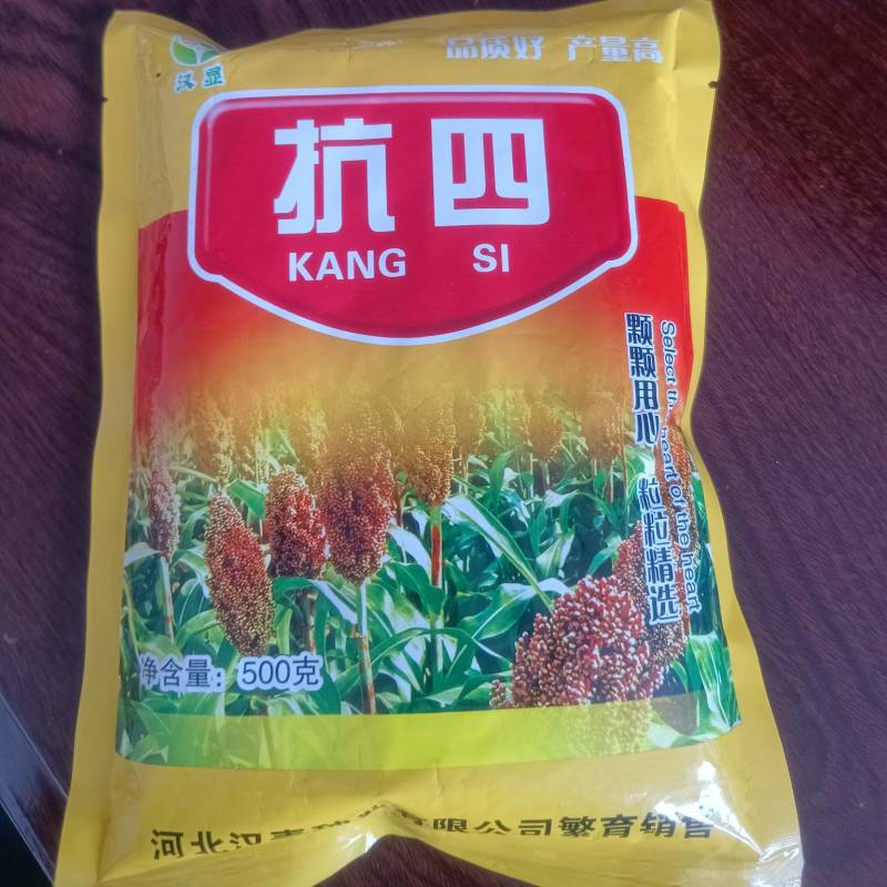 抗四杂交高粱种子（产量高，抗性强）