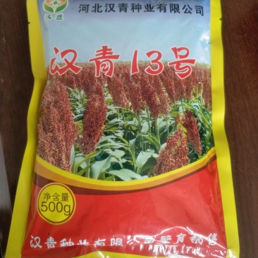 汉青13号高粱种子
