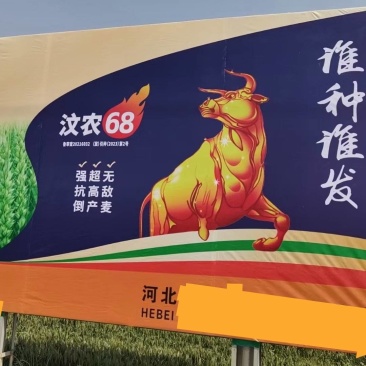 汶农68谁种谁发