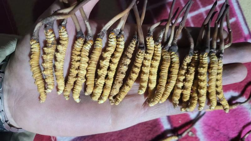 精品冬虫夏草货源充足量大从优质量保证欢迎咨询