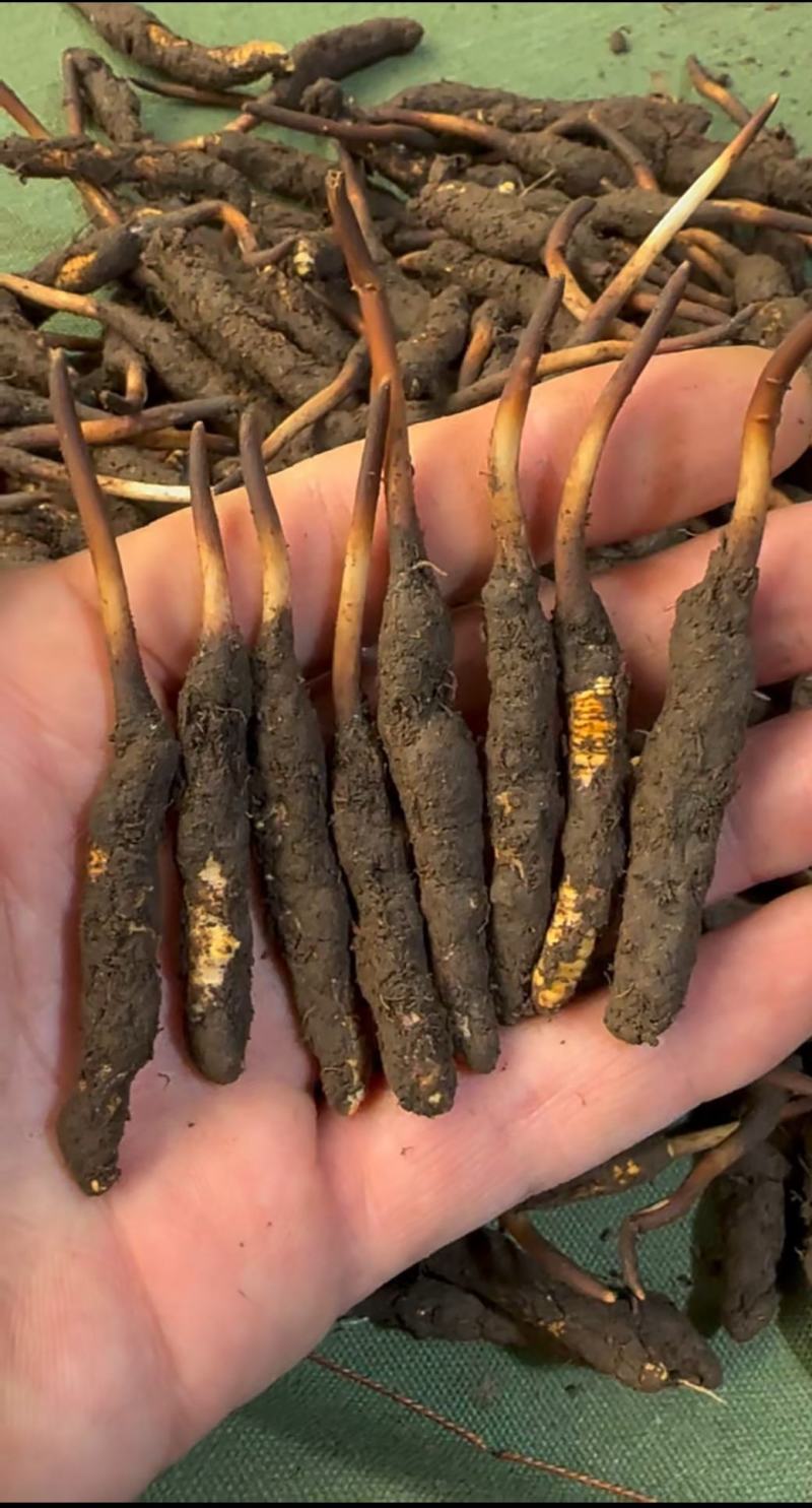 精品冬虫夏草货源充足量大从优质量保证欢迎咨询