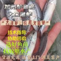 优鲈5号优质加州鲈鱼苗各种规格高密度养殖技术指导