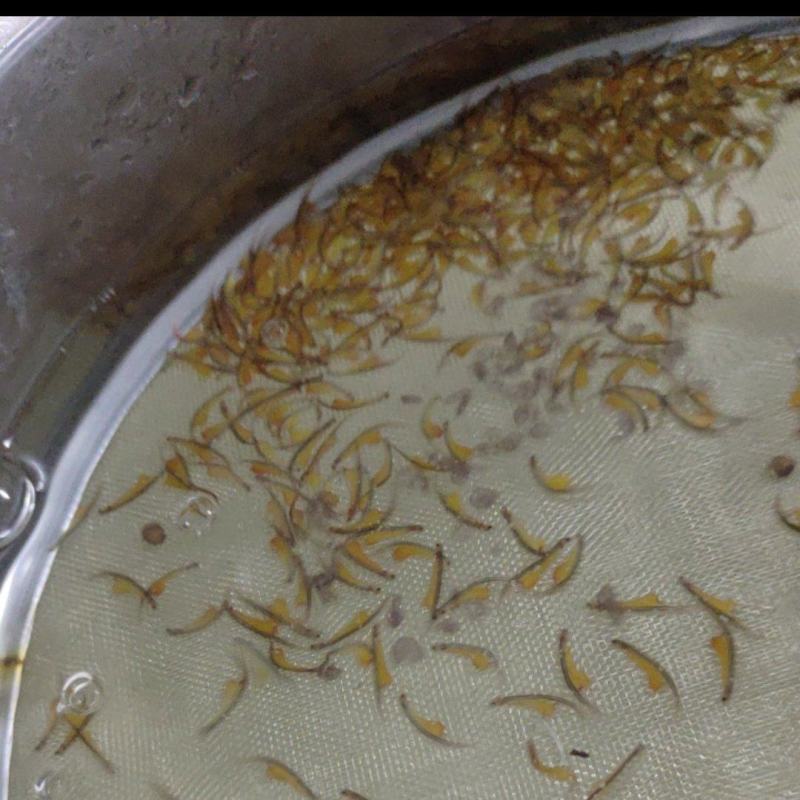 人工黄鳝苗